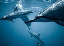 b体育-中国速滑队世界杯第三站仅获一铜 高亭宇未进前十